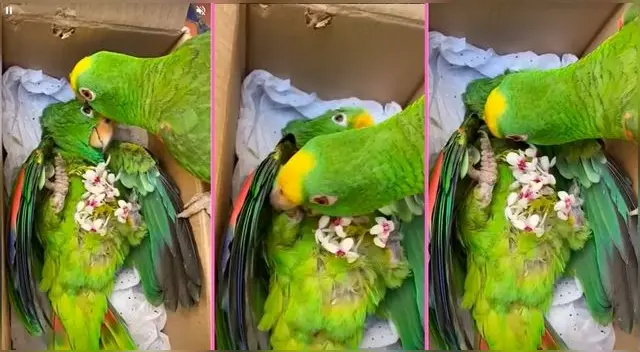 Un lorito ha hecho llorar a mares en TikTok tras la tierna despedida a su compañera fallecida.