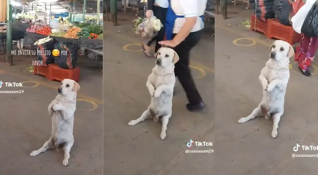 Firulais intentaba ganarse la ternura de quien vendía pollo.