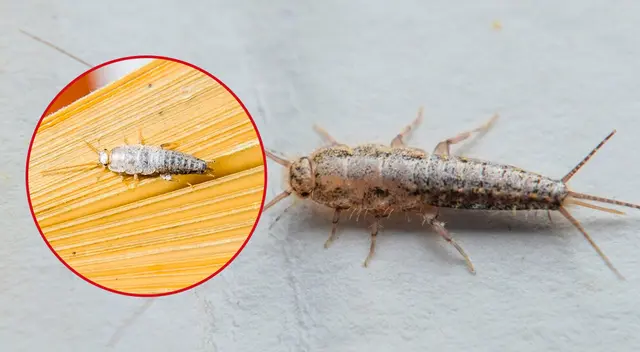 Pececillos de plata, aprende cómo evitar la plaga.