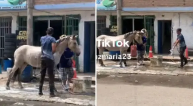 El caballo pasó por un buen lavado en el car wash. El caballo pasó por un buen lavado en el car wash.