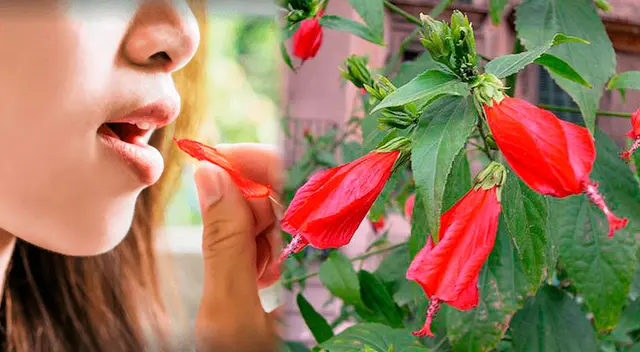 ¿Recuerdas la flor roja de tu infancia?