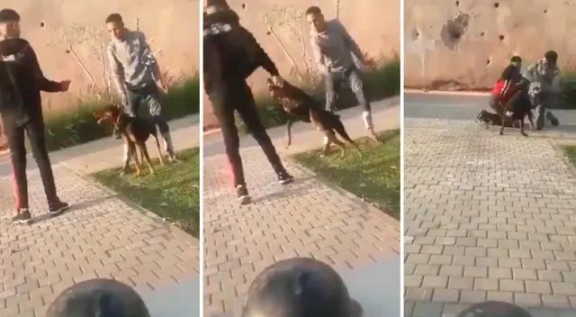 El perro estaba sujetado, sin embargo, hizo lo posible para defenderse.