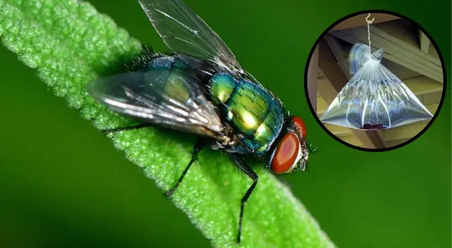 Descubre como eliminar rápidamente a una mosca dentro de un hogar.