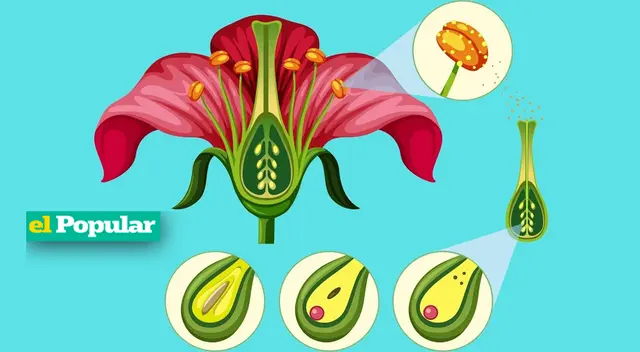 Existen dos tipos de reproducción en las plantas: sexual y asexual.