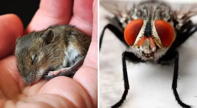 Conoce la increíble razón por la cual los roedores y las moscas pueden dormir mejor que los humanos.