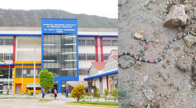 Menor de 9 años perdió la vida tras ser atacada por serpiente en Junín. Menor de 9 años perdió la vida tras ser atacada por serpiente en Junín.