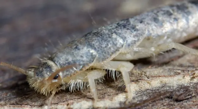 Conoce cómo eliminar los pececillos de plata de forma rápida y segura.