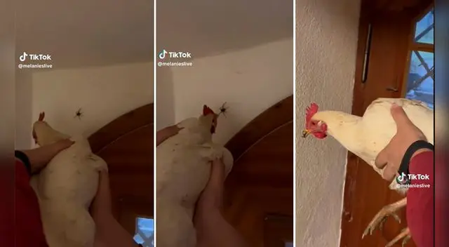 La gallina sorprendió con su singular habilidad. La gallina sorprendió con su singular habilidad.