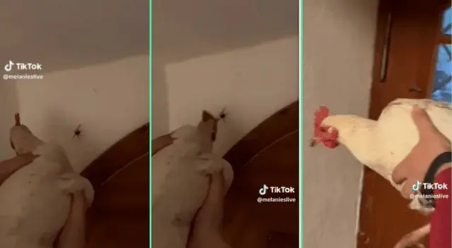 La adorable gallina sorprendió con su singular forma de atrapar insectos.