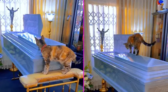 La gatita subió hasta el féretro de su dueño para despedirse. La gatita subió hasta el féretro de su dueño para despedirse.