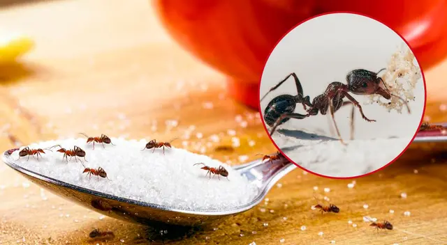 Conoce el truco para desaparecer las hormigas de la cocina. Conoce el truco para desaparecer las hormigas de la cocina.
