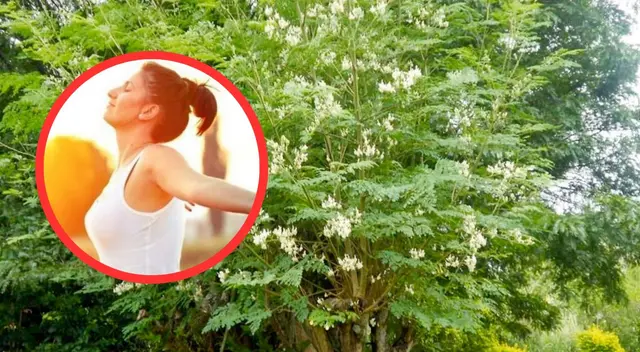 La moringa tiene grandes propiedades a favor de la salud.