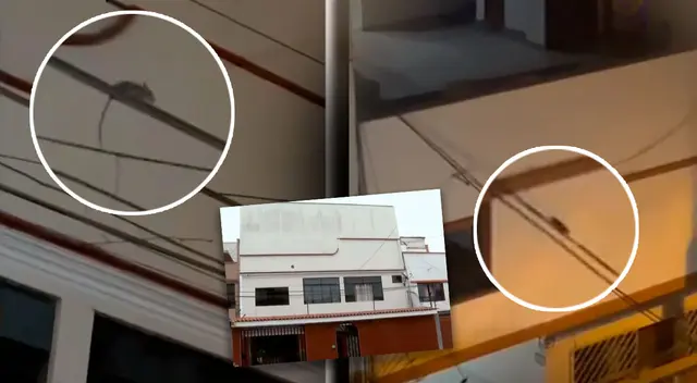 Los vecinos de Pueblo Libre denunciaron que la presencia de ratas provendrían de una vivienda donde se estarían criando gallos. Los vecinos de Pueblo Libre denunciaron que la presencia de ratas provendrían de una vivienda donde se estarían criando gallos.