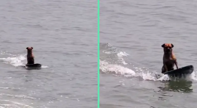 El perrito llamó la atención de todos los usuarios por su alto nivel de concentración para surfear. El perrito llamó la atención de todos los usuarios por su alto nivel de concentración para surfear.