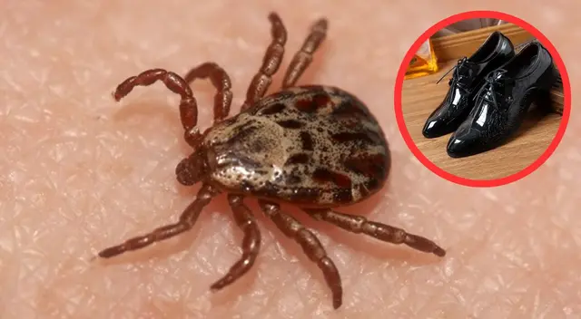 Conoce por qué no debes aplastar a una garrapata en casa.