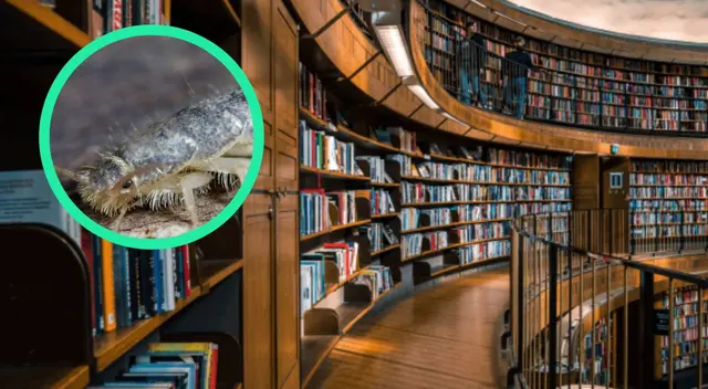 Conoce las principales razones de los pececillos de plata en las bibliotecas. Conoce las principales razones de los pececillos de plata en las bibliotecas.