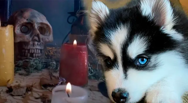 Conoce qué significa soñar con brujería y perros.