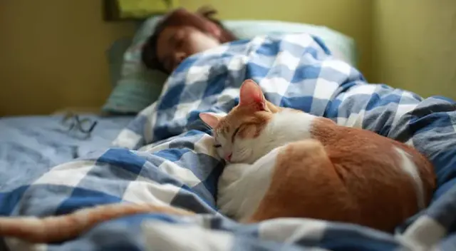 Los gatos pueden pasar hasta 14 horas dormidos.