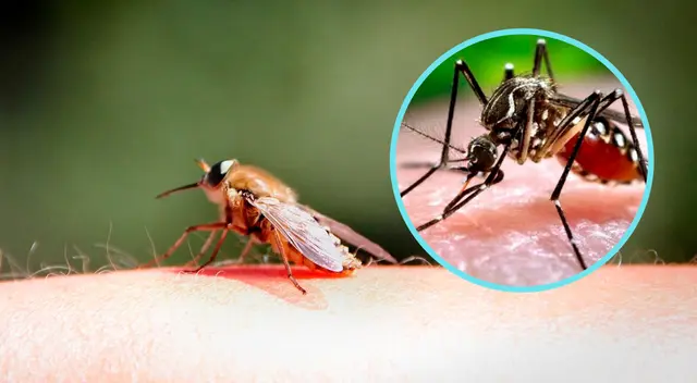 Conoce cómo puedes eliminar los zancudos de manera efectiva.