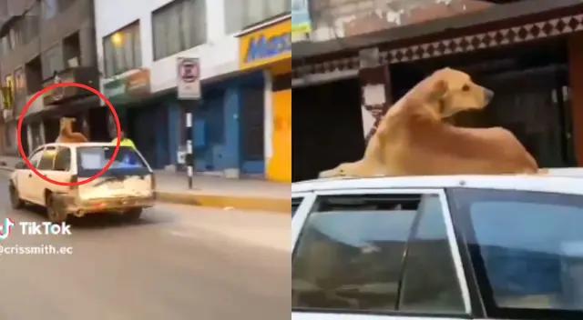 El perro estaba de lo más tranquilo en el techo del auto. El perro estaba de lo más tranquilo en el techo del auto.