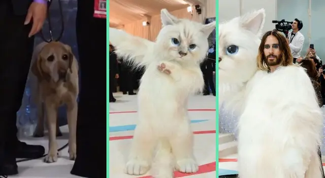 La reacción del perrito fue viral en todas las redes sociales.