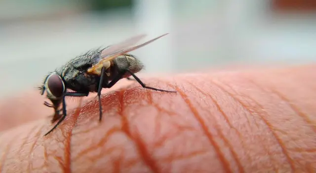 Conoce la función de las moscas y su tiempo de vida.