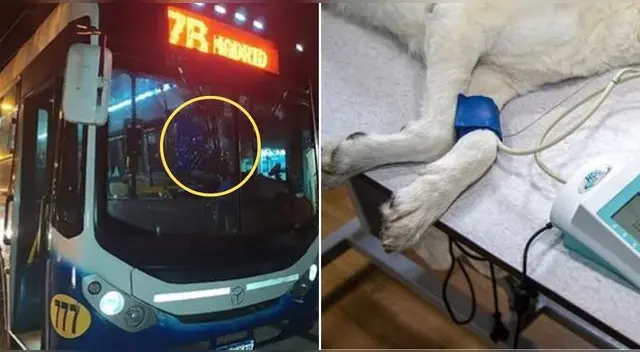 Un chofer atropelló a un perrito y se dio a la fuga, pero sus dueños lo atacaron en Argentina. Un chofer atropelló a un perrito y se dio a la fuga, pero sus dueños lo atacaron en Argentina.