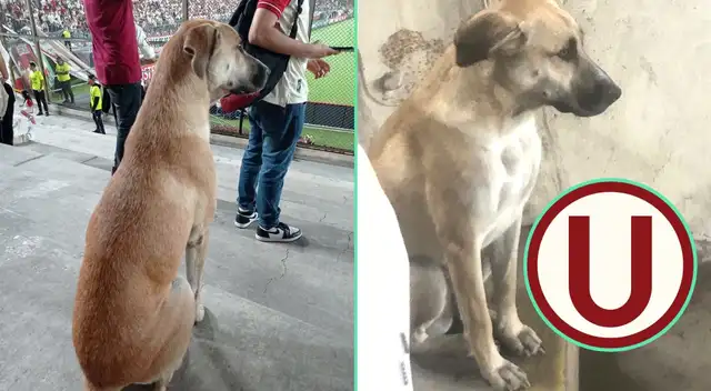 La adorable perrita llamó la atención de muchos usuarios.