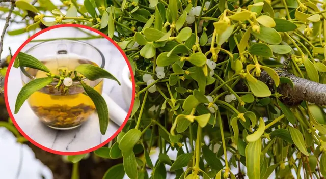 Potencia tu lucha contra el cáncer de próstata con el muérdago. Descubre sus propiedades y beneficios. ¡Infórmate ahora!