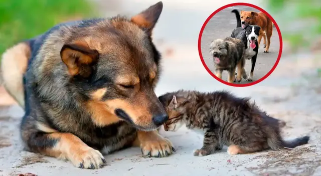 Conoce la ley que busca ayudar a los perros y gatos en estado de abandono. Conoce la ley que busca ayudar a los perros y gatos en estado de abandono.