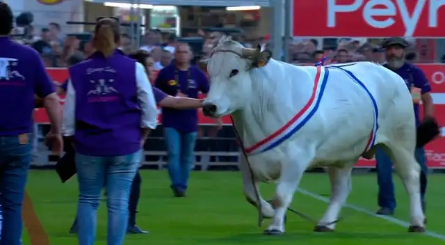Toro invadió el campo de juego.