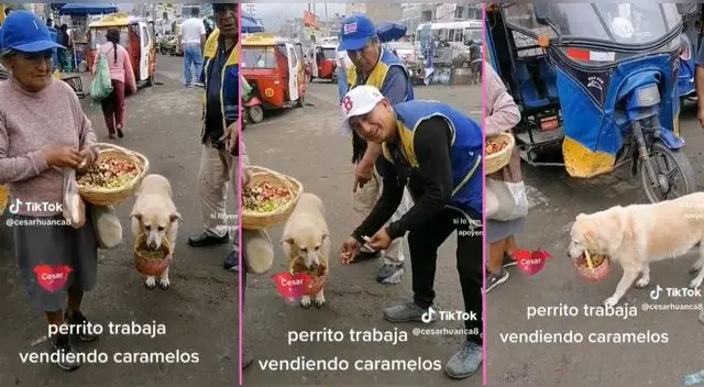 Perrito caja vende caramelos en las calles junto a su dueña en Carabayllo y es viral en TikTok. Perrito caja vende caramelos en las calles junto a su dueña en Carabayllo y es viral en TikTok.