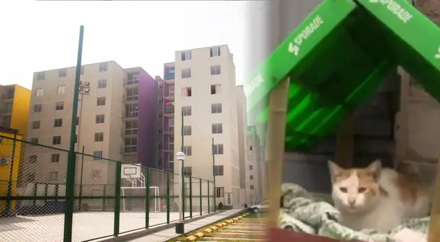 Condominio donde fueron encontrados gatitos envenenados.