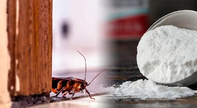 Cansado de encontrar cucarachas en casa, utilizar bicarbonato es una buena opción. Cansado de encontrar cucarachas en casa, utilizar bicarbonato es una buena opción.