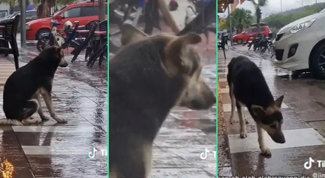La adorable conmovió a miles de usuarios. La adorable conmovió a miles de usuarios.