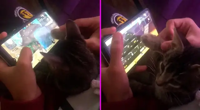 El gatito se convirtió en el compañero de juegos del joven.