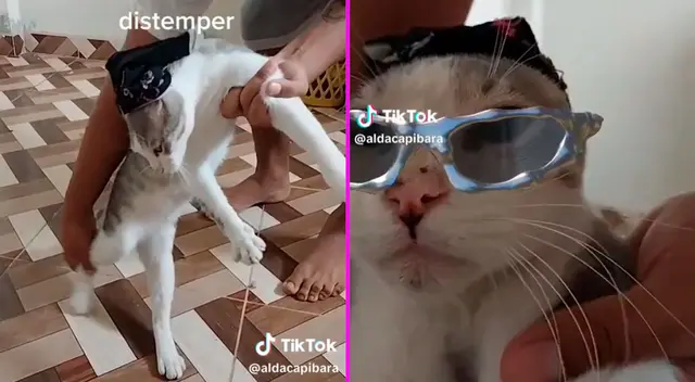 El gatito la rompió en TikTok con sus singulares pasos de baile.