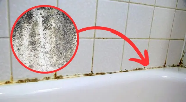 El moho negro puede ocasionar grandes problemas de salud en las personas.