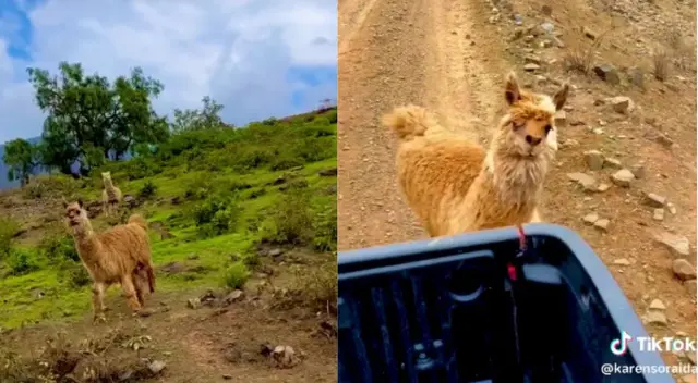 Despedida alpaca Despedida alpaca
