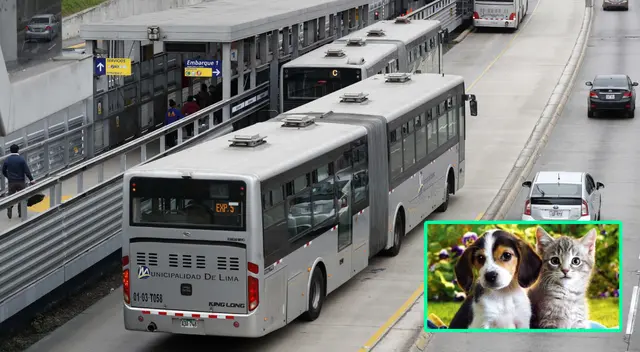 Usuarios del Metropolitano pueden llevar sus mascotas en el transporte. Usuarios del Metropolitano pueden llevar sus mascotas en el transporte.