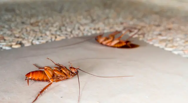 Conoce el truco para eliminar las cucarachas.