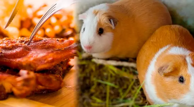 La carne de cuy contiene alto valor nutricional. La carne de cuy contiene alto valor nutricional.