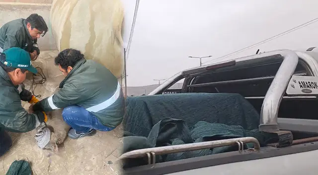 Serfor rescata a Puma que apareció en una vivienda de Tacna.