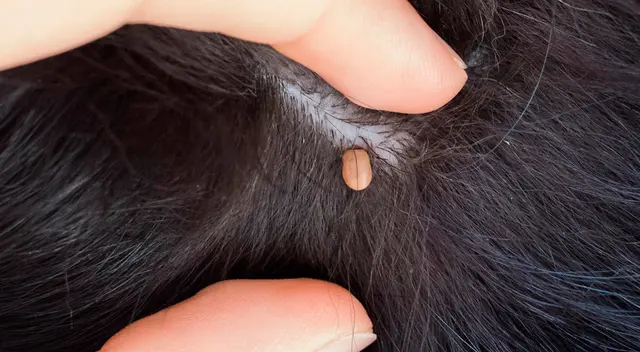 Conoce cómo eliminar las garrapatas en el hogar.