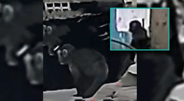 Mono es captado en los techos de varias casa en Comas. Mono es captado en los techos de varias casa en Comas.