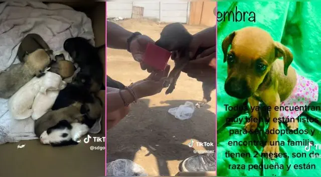 Una joven peruana encontró una caja con 7 perritas abandonados en la carretera y es viral en TikTok.