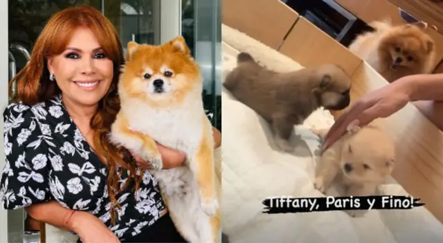 Magaly Medina es una orgullosa 'mamá perruna'. Magaly Medina es una orgullosa 'mamá perruna'.
