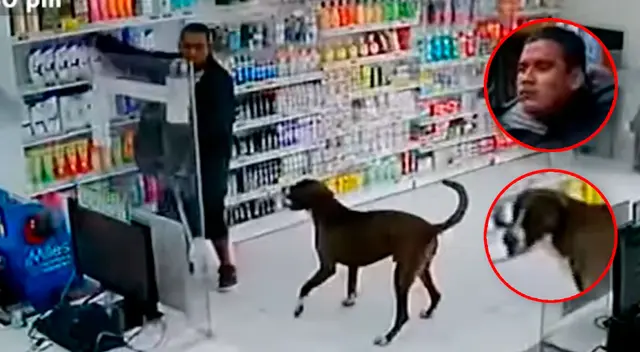 Delincuente se llevaba todo lo que podía en poco tiempo y huía junto a su can.