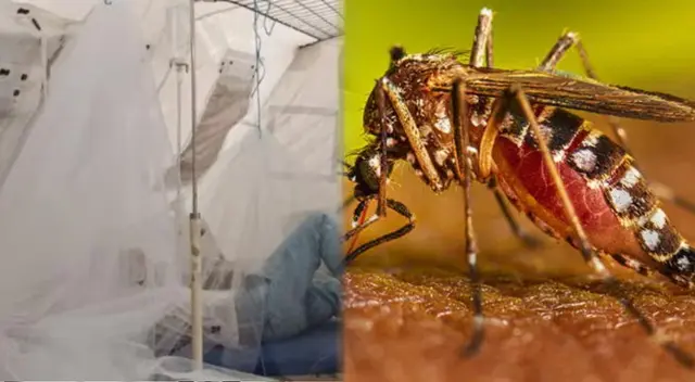 Víctimas por dengue van en aumento en La Libertad.