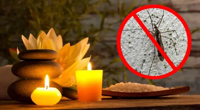 Conoce los mejores trucos caseros para eliminar los mosquitos de tu casa.